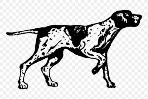 Dog png, English pointer, animal