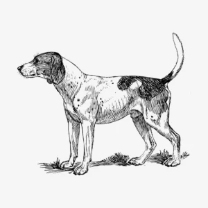 Finnish Hound dog hand drawn